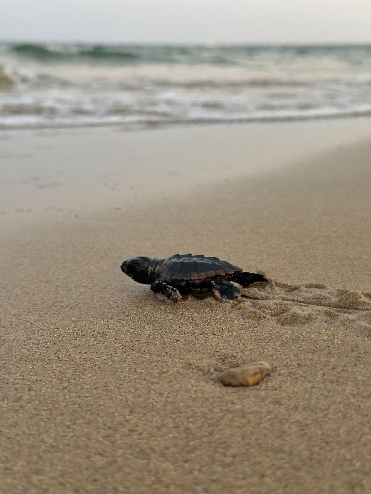 Ras Al Jinz Turtle Reserve